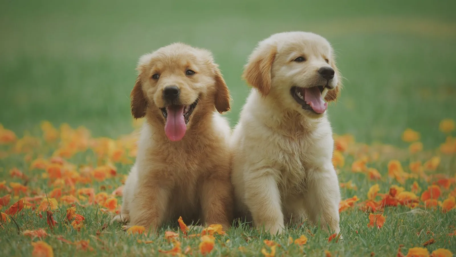 Pet video